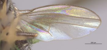 Media type: image;   Entomology 11147 Aspect: Wing front